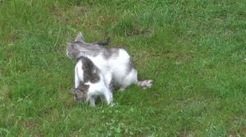 Beautiful cat in grass Stock Footage 11888110