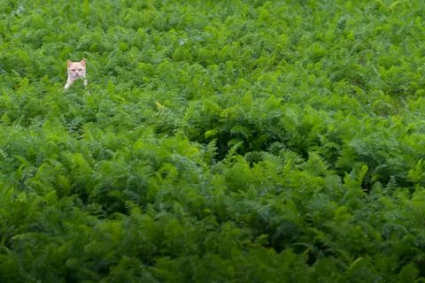 Beautiful Cat in Grass Stock Photos