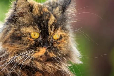 Beautiful cat on a green background Stock Photos