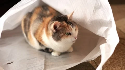 A beautiful cat hides in a bag Stock Footage 311022500