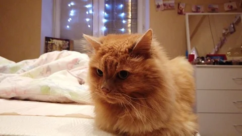 Beautiful Cat at Home Stock Footage 100038764