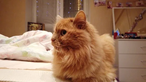 Beautiful Cat at Home Stock Footage 100039372