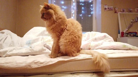 Beautiful Cat at Home Stock Footage 100039786