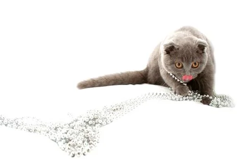 Beautiful cat isolated on white background Stock Photos