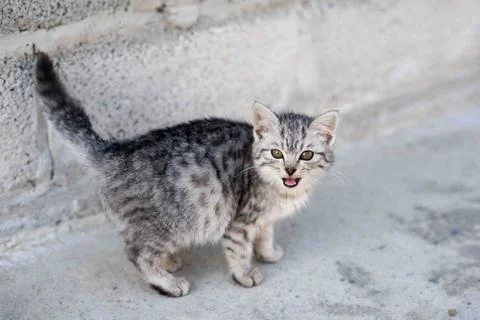 Beautiful cat. kitty 写真素材