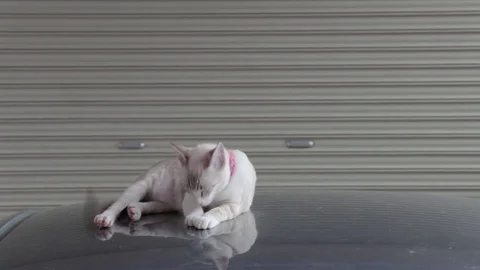 A beautiful cat licking itself while lying down on cars roof in a garage. Stock Footage 81670965