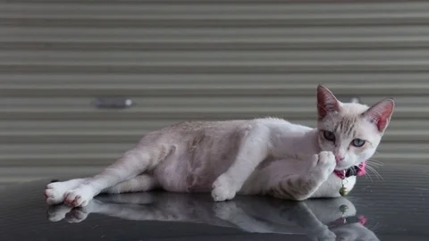 A beautiful cat licking itself while lying down on cars roof in a garage. Stock Footage 81671679