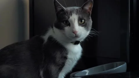 A beautiful cat licks itself    Video stock 220143433