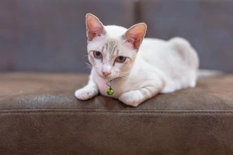 A beautiful cat lie down on a sofa. Stock Photos