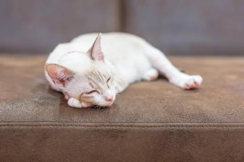 A beautiful cat lie down on a sofa. Stock Photos