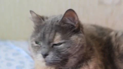 Beautiful cat lies on the bed close-up Video stock 186555628