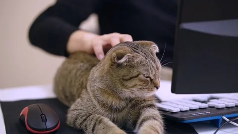 Beautiful cat lies on the computer table next to the mouse. Stock Footage 143471047