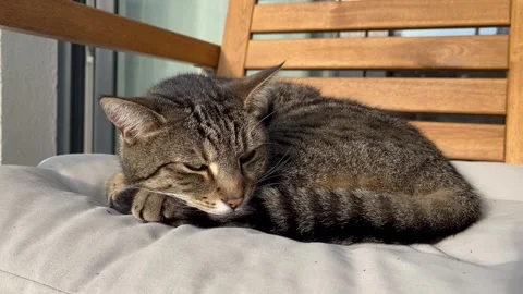 Beautiful cat lies down on her paws to sleep Stock Footage 252577984