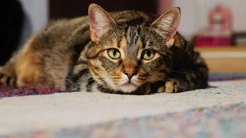 A beautiful cat lies down on the mat and looks into the frame. 動画素材 146436700