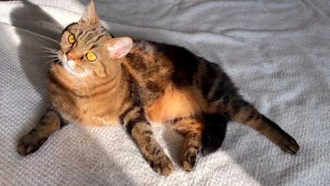 A beautiful cat lies on a soft white blanket in the sun. Stock Footage 270519246