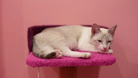 A beautiful cat look around while lying down Stock Footage 81643309