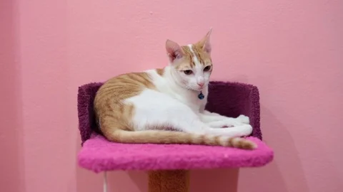 A beautiful cat look around while lying down and walking down from the bed. Stock Footage 81643589