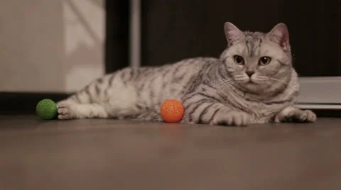 Beautiful cat is looking at the camera and turn his head Stock Footage 60581304