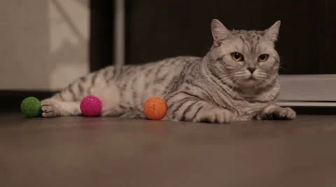 Beautiful cat looking into the camera , and then gets up and leaves Stock Footage 60581316