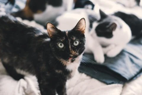 Beautiful cat looking at the camera in the bed in the foreground lies Stock Photos