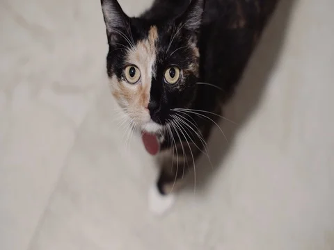 Beautiful cat looking into the camera Stock Footage 80493656