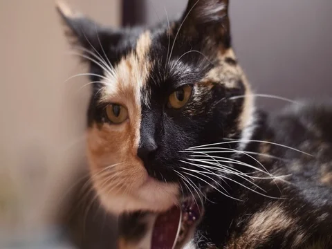 Beautiful cat looking into the camera Stock Footage 80493724