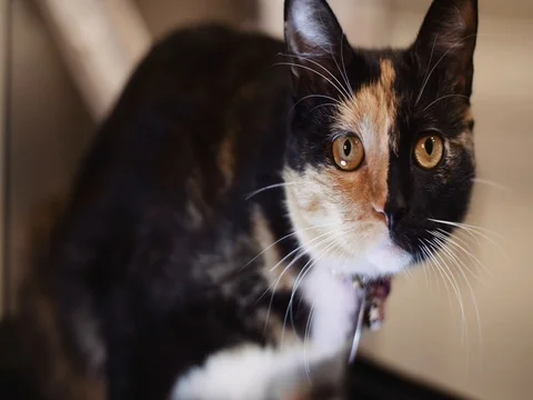 Beautiful cat looking into the camera Vidéo 80493751