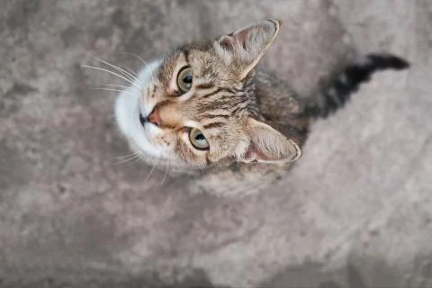 Beautiful cat looking up at the camera Stock Photos