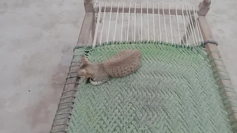 Beautiful cat looking directly at camera Video stock 347629184