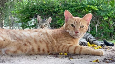 A beautiful cat looking one direction Stock Footage 156710898