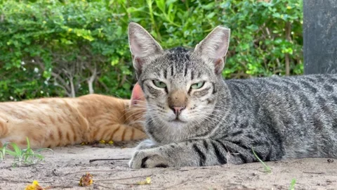 A beautiful cat looking one direction Stock Footage 157581696