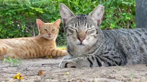 A beautiful cat looking one direction Stock Footage 157581824