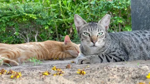 A beautiful cat looking one direction Stock Footage 157585273