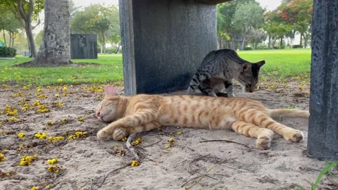 A beautiful cat looking one direction Stock Footage 157585337