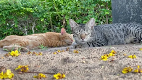 A beautiful cat looking one direction Stock Footage 157585474
