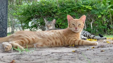 A beautiful cat looking one direction Stock Footage 157585476