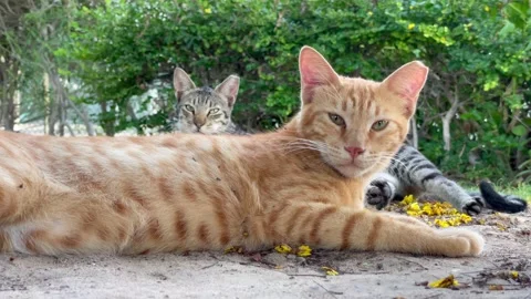 A beautiful cat looking one direction Stock Footage 157585846