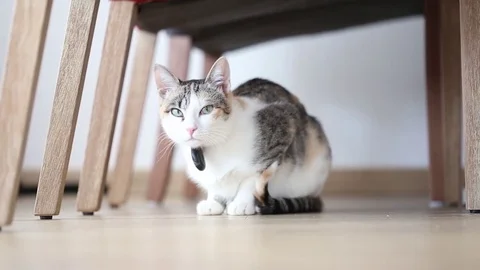 Beautiful cat looking straight at the camera Stock Footage