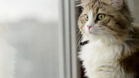 A beautiful cat looks into the camera with interest near the window Stock Footage 194480053