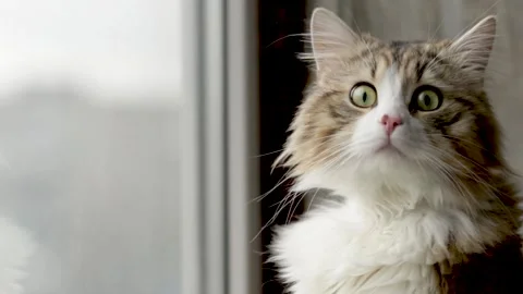 Beautiful cat looks out the window on the balcony with interest. close-up Stock Footage 194480015
