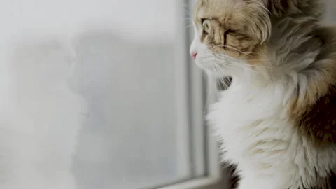 Beautiful cat looks out the window on the balcony with interest. close-up Stock Footage 194480080