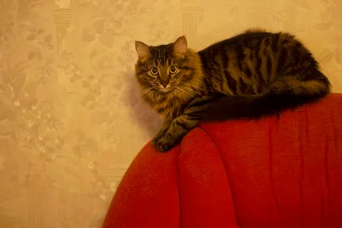 Beautiful cat lying on the back of the sofa Stock Photos