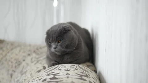 Beautiful cat lying on the couch and posing Stock Footage 86982942