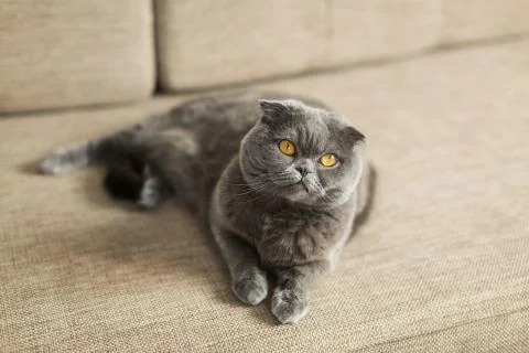 Beautiful cat lying on the couch Stock Photos