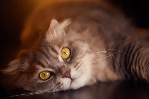 Beautiful cat lying on the desk Stock Photos