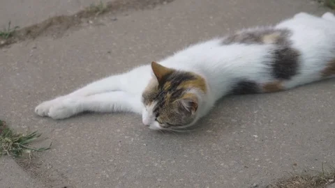 Beautiful cat lying on the ground close up Stock Footage 108950633