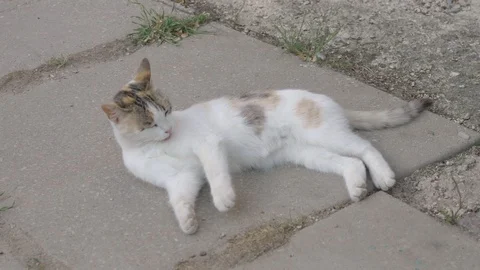 Beautiful cat lying on the ground Stock Footage 108950384