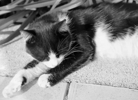 Beautiful cat lying Stock Photos