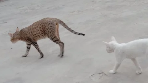 Beautiful Cat Moving Gracefully Video stock 346869324