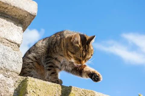 Beautiful cat Stock Photos